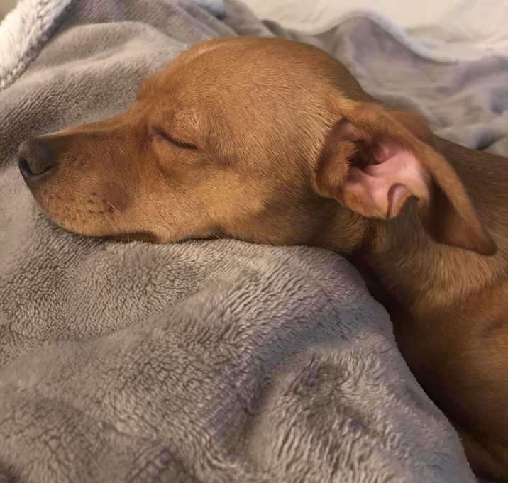 Photo of Bruno