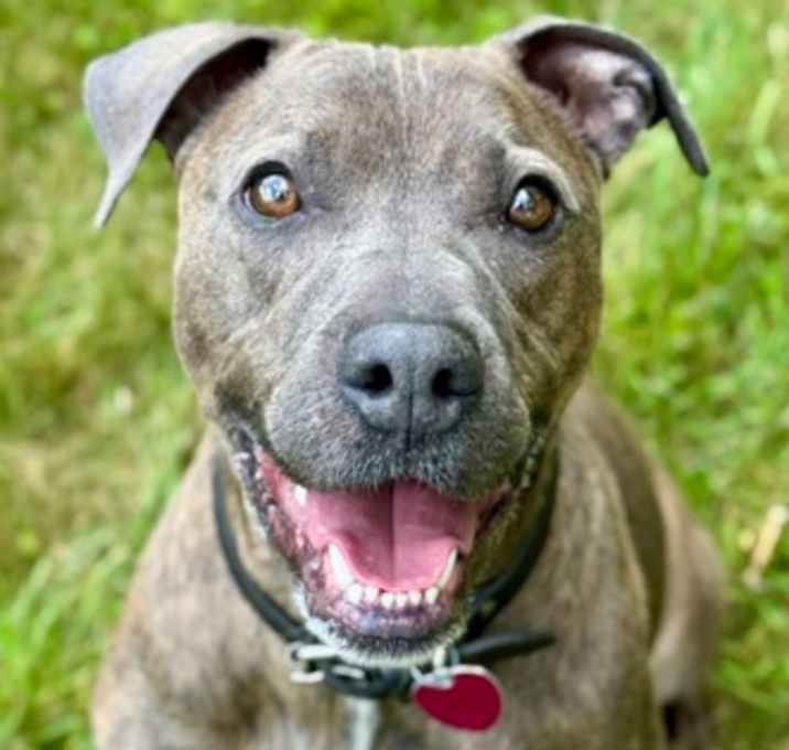 Photo of Dozer