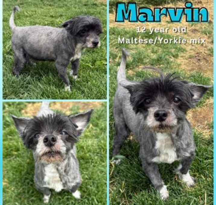 Photo of Marvin