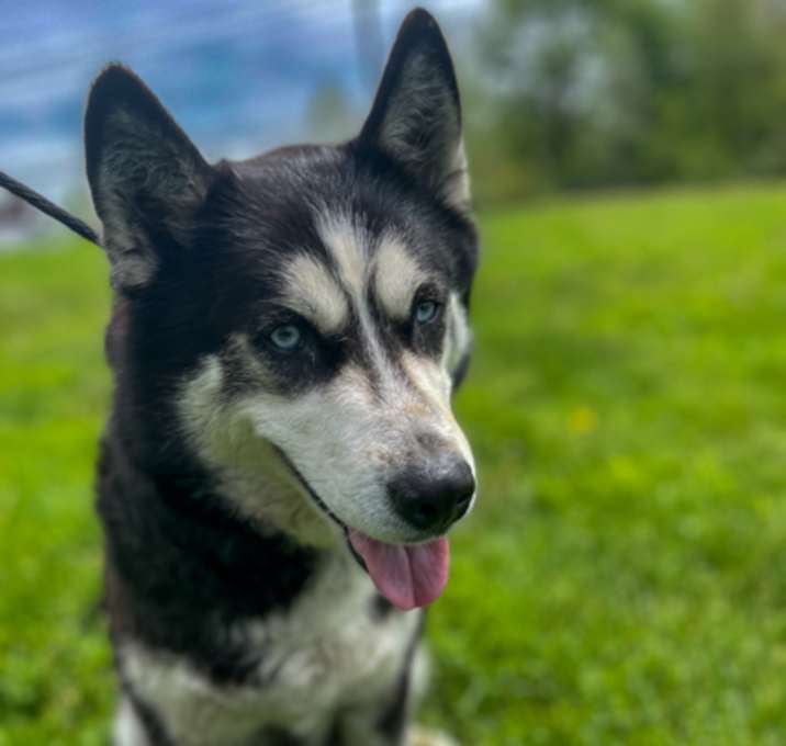 Photo of ARYA FOXTAIL