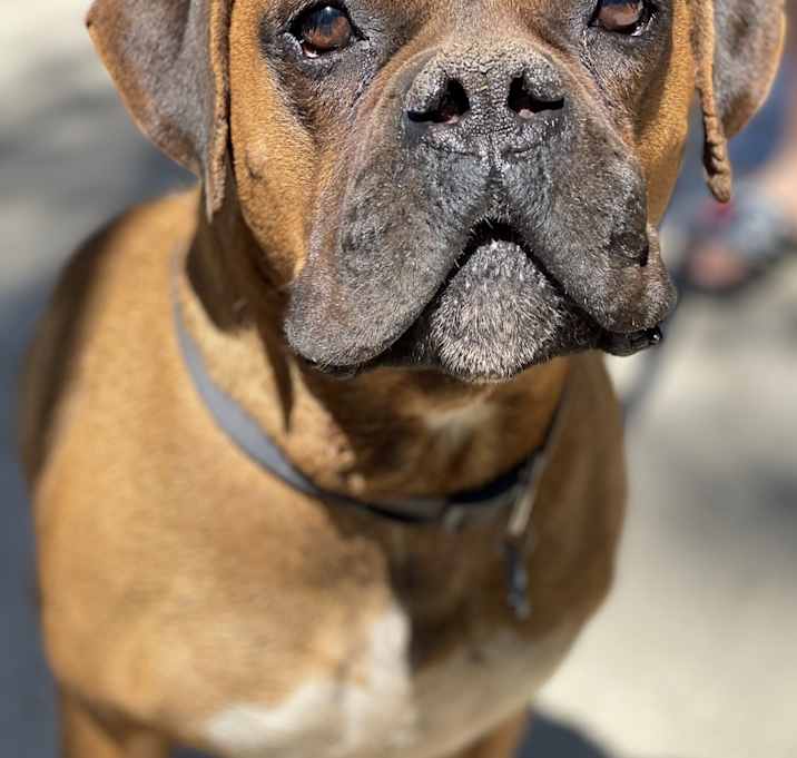 Photo of Pancho