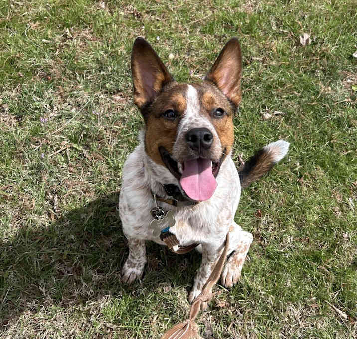 Photo of Buddy