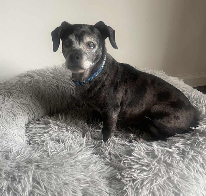 Photo of Cookie