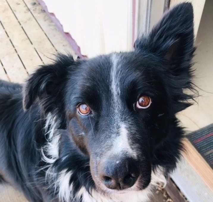 Photo of Marley
