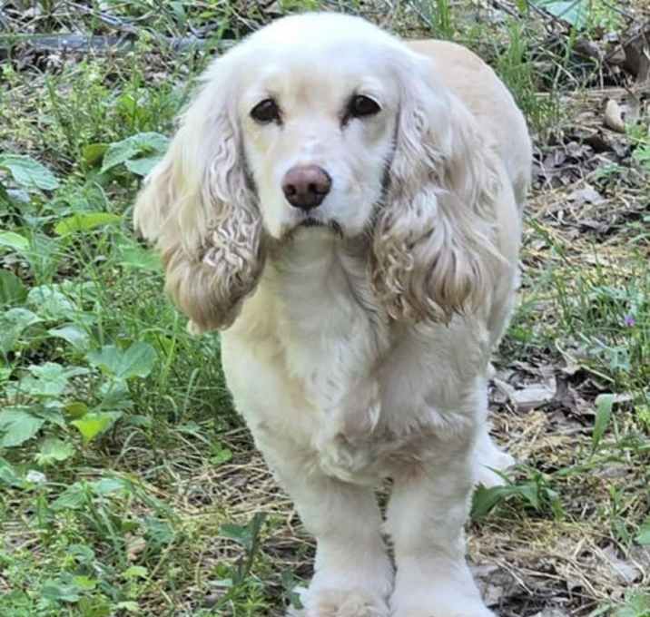 Photo of Cookie