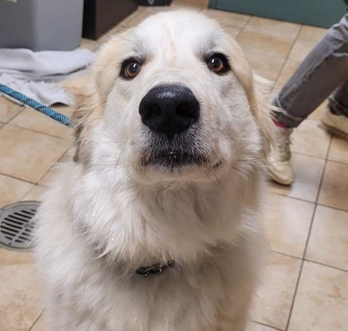 Photo of Ghost