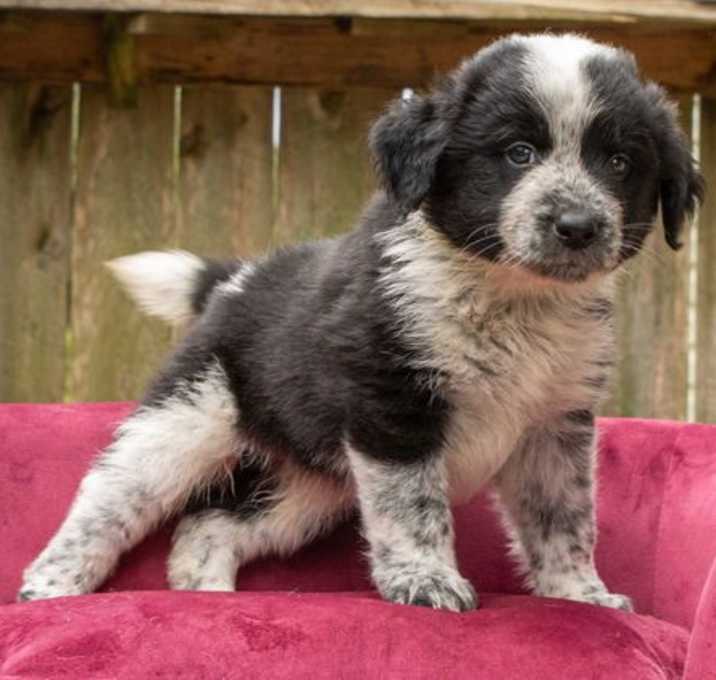 Photo of PUPPY BOOMER