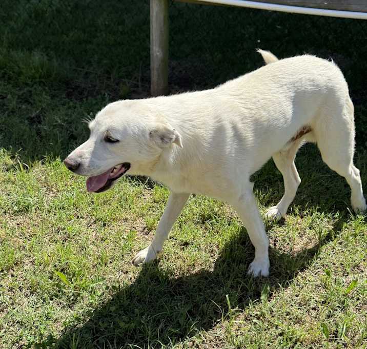 Photo of Bolt