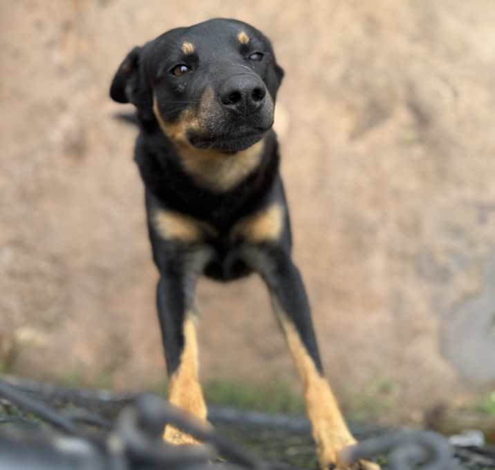 Photo of Koda