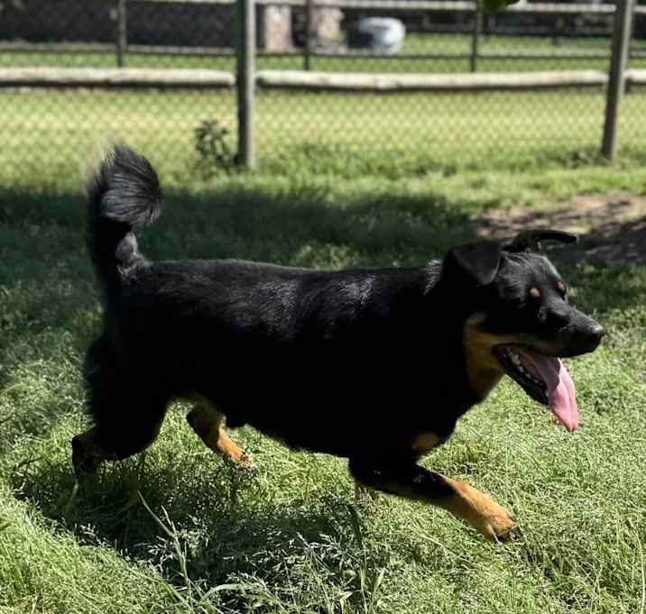 Photo of Koda