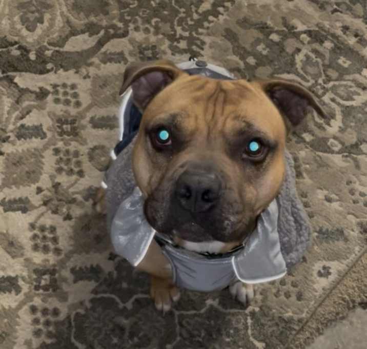 Photo of Ace