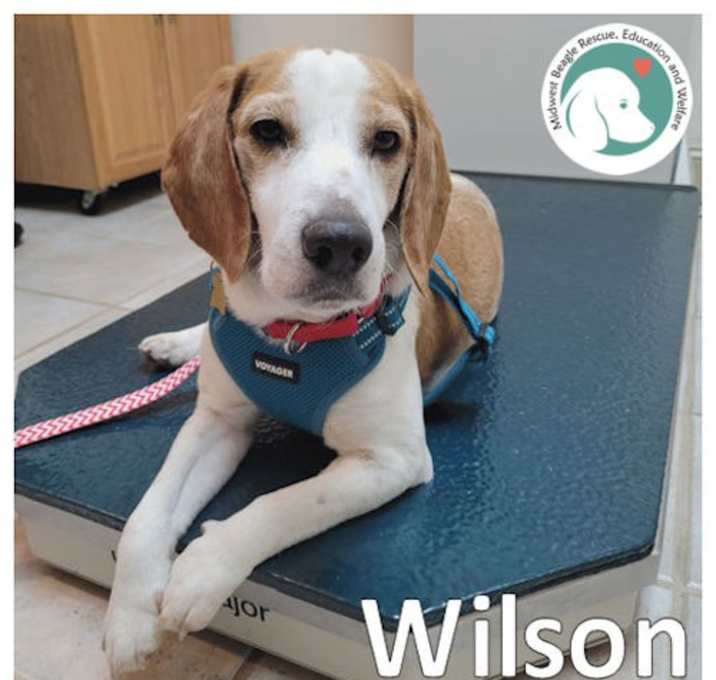 Photo of Wilson