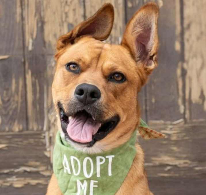 Photo of Holly - Adopt Me!