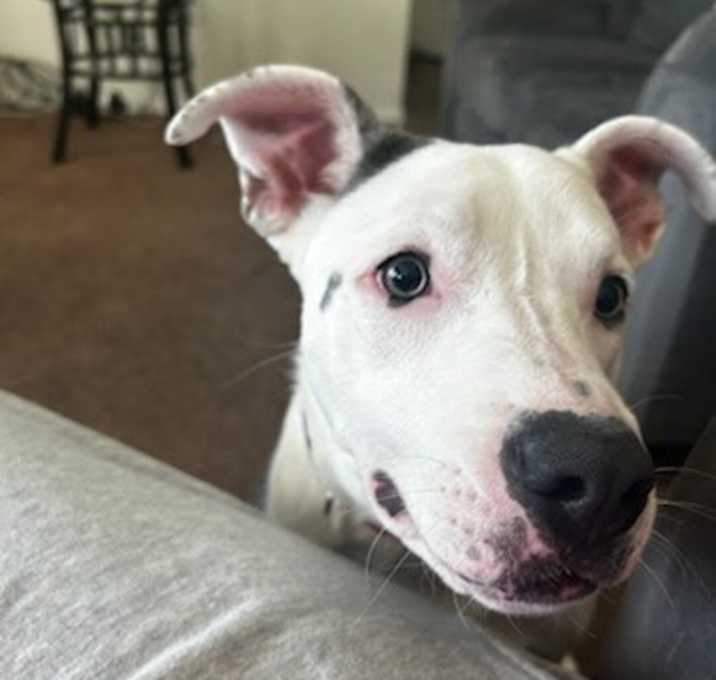 Photo of Lilly
