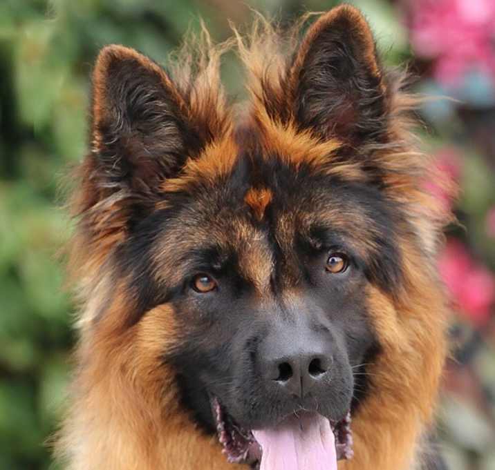 Photo of Mufasa von Minden