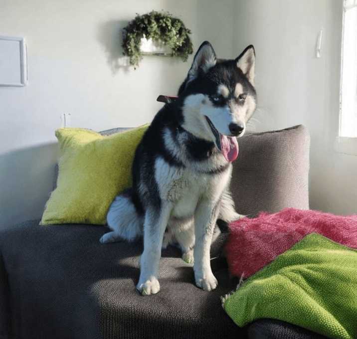 Photo of Max