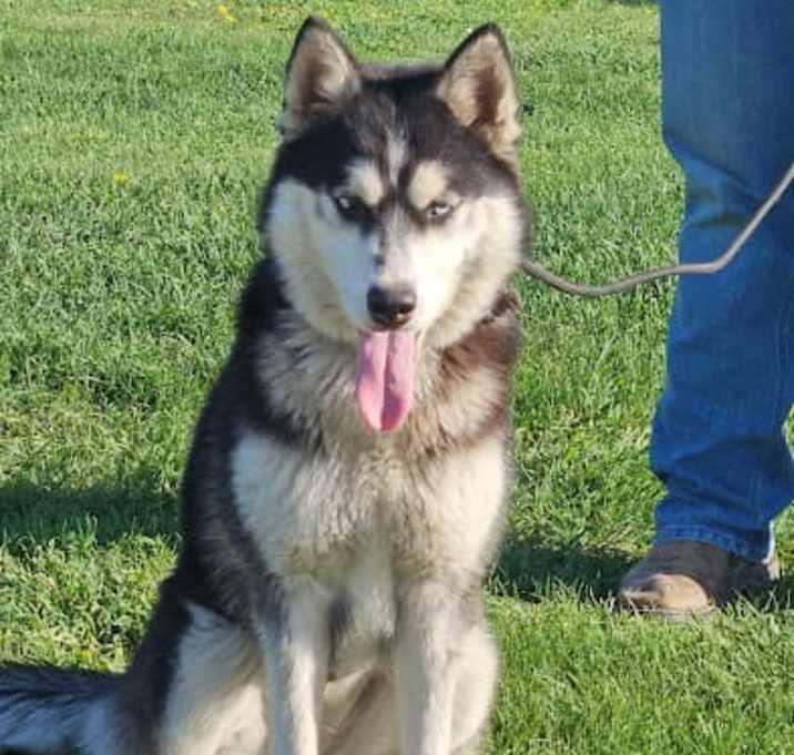 Photo of Luna