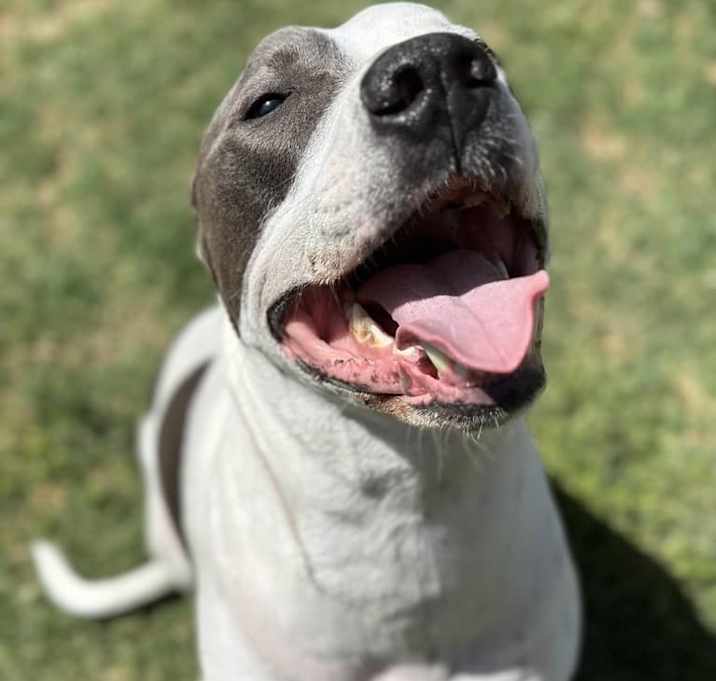 Photo of Simba