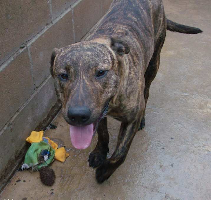 Photo of BRUTUS