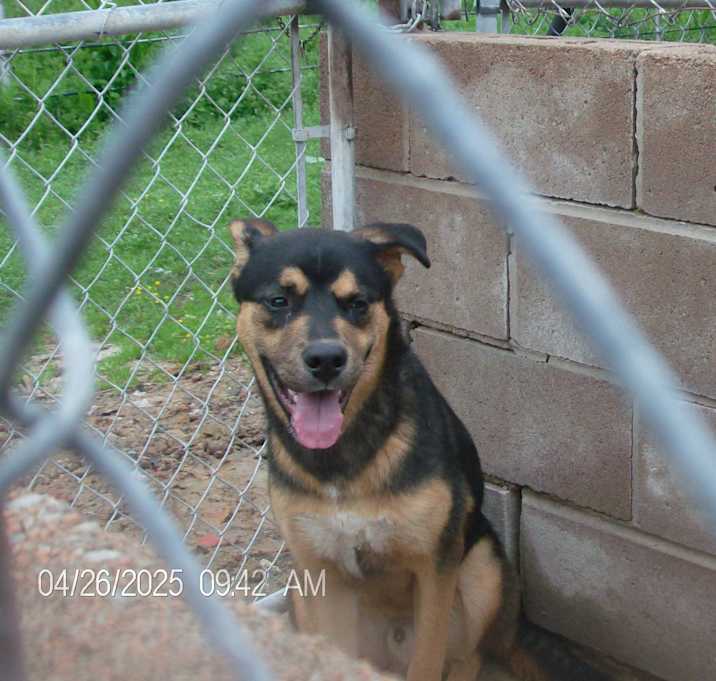 Photo of BARON