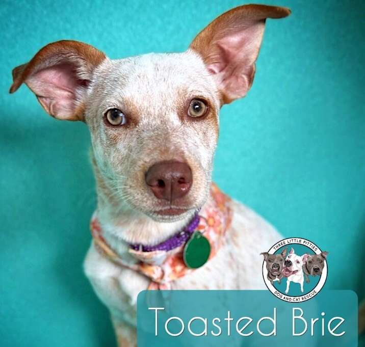 Photo of Toasted Brie Cheese