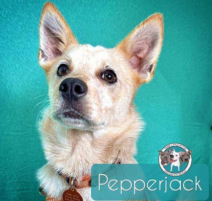 Photo of Pepper Jack Cheese