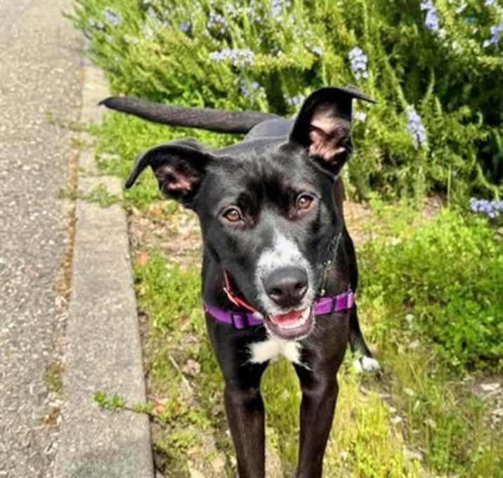 Photo of Niko A428897