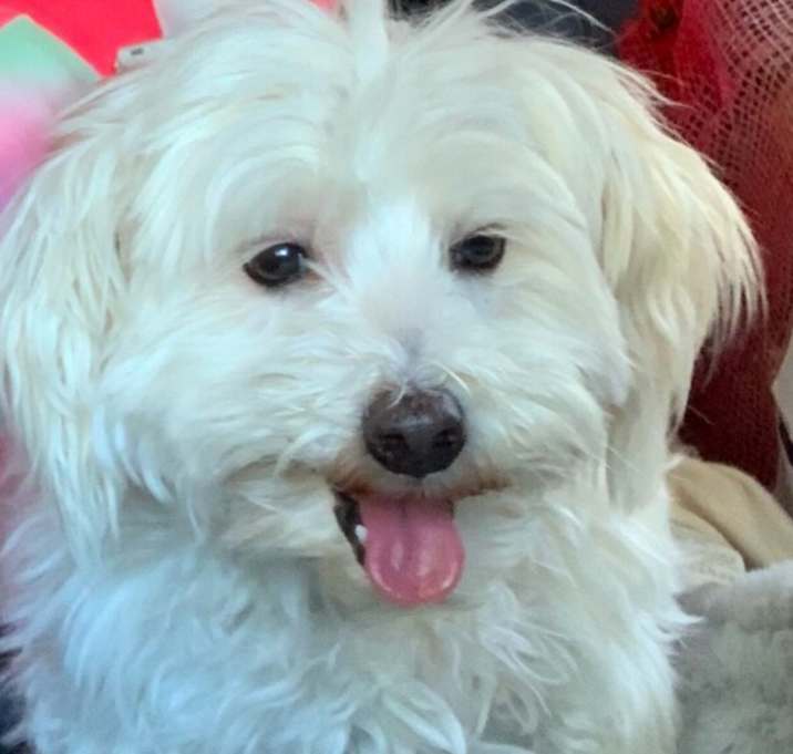 Photo of Clover