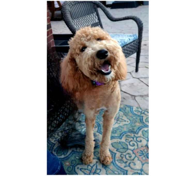 Photo of Barkley