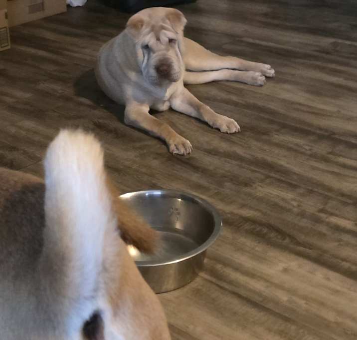 Photo of Bella