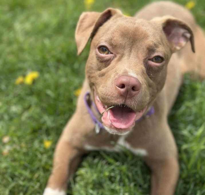 Photo of Wren