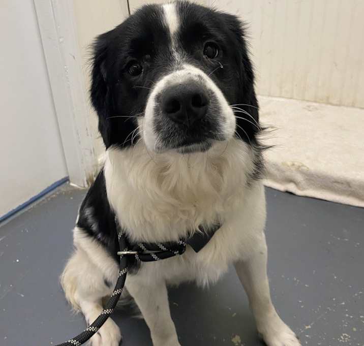 Photo of Bruiser