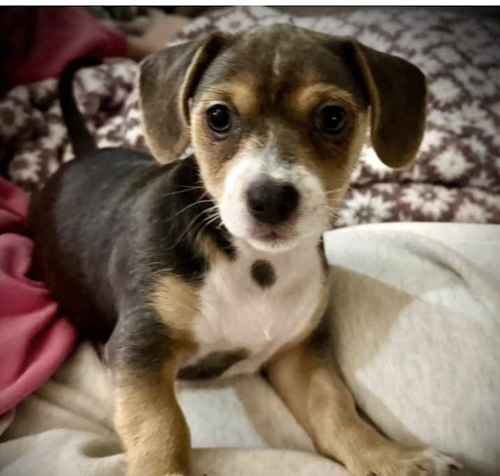 Photo of Poppy