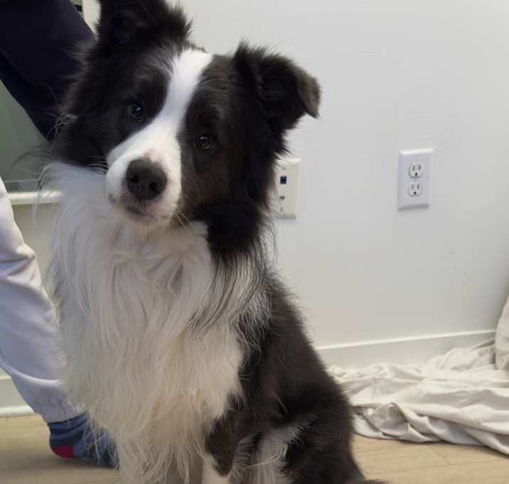 Photo of Loki