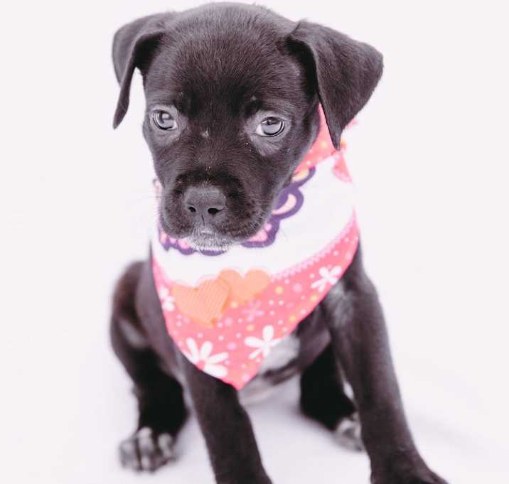 Photo of SB (Almond) Joy