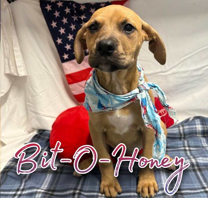 Photo of Bit-O-Honey