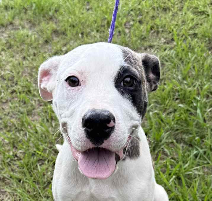 Photo of GRACIE/URGENT