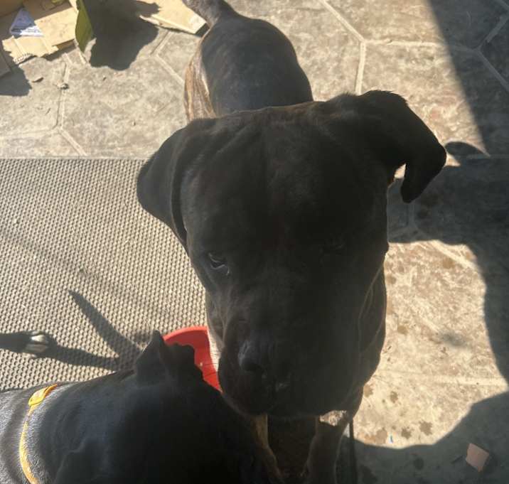 Photo of Capone