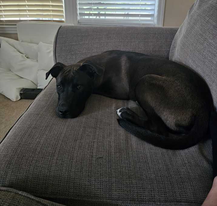 Photo of Rebel
