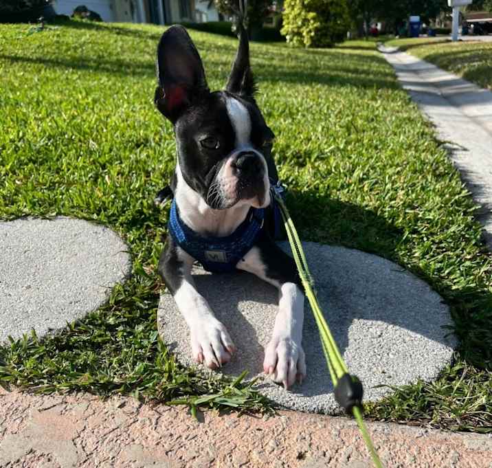 Photo of Mylo