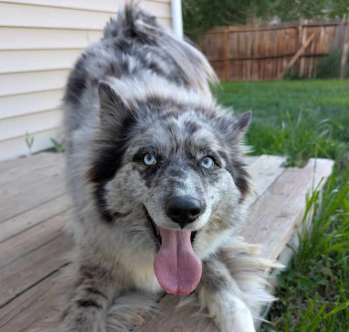 Photo of Bluey