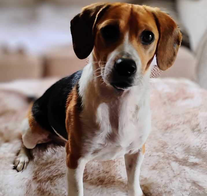 Photo of Abby