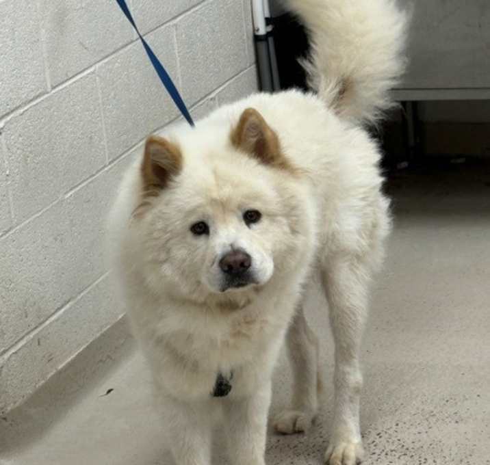 Photo of Chinook (23)