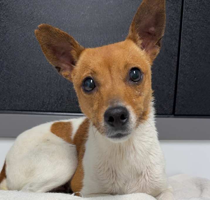 Photo of Maple