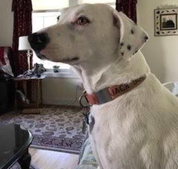 Photo of Jack
