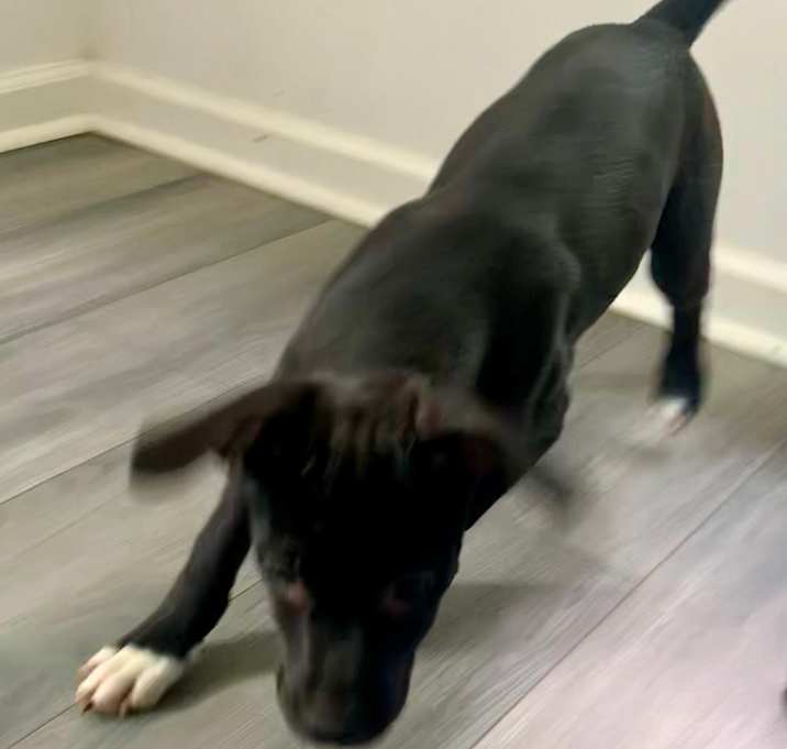 Photo of Dex