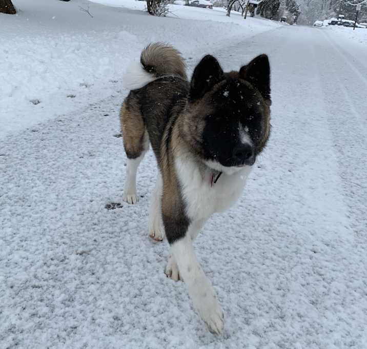 Photo of Chase