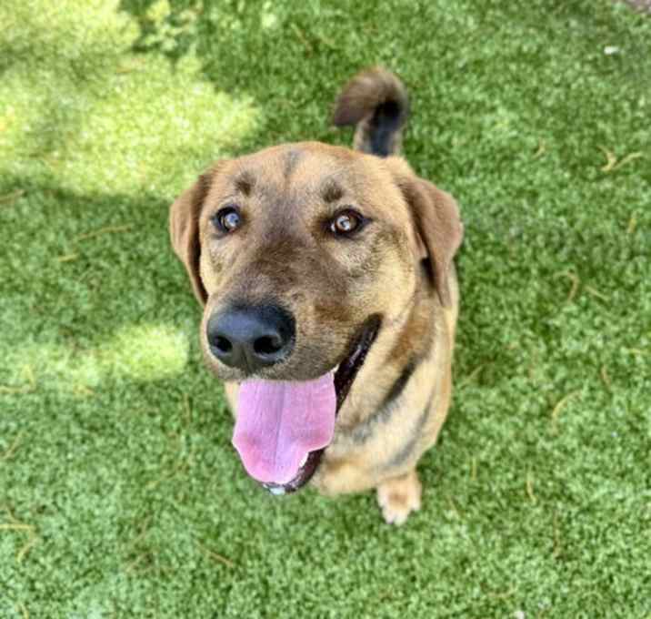 Photo of Whiskey