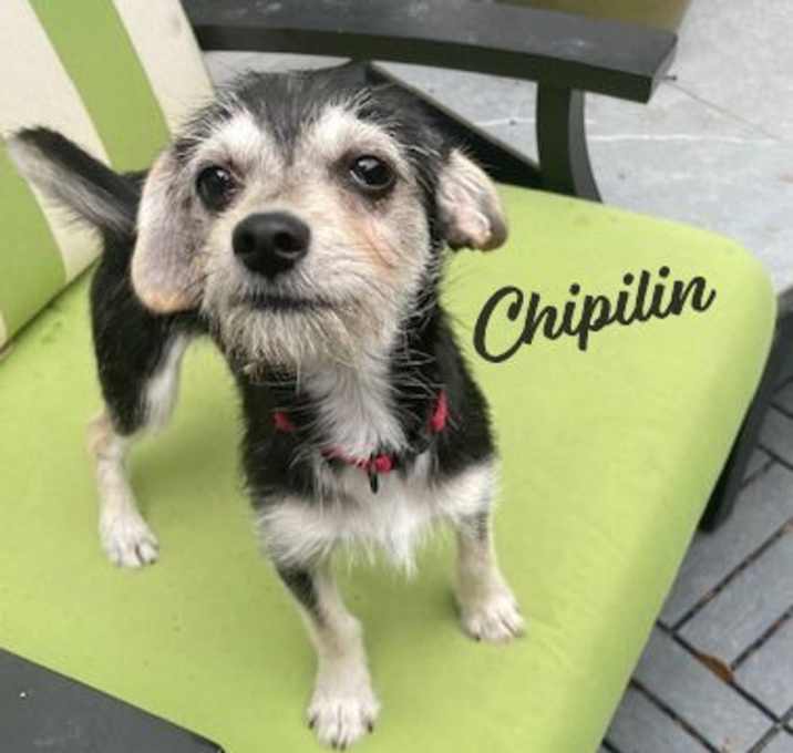 Photo of Chipilin #happy-go-lucky