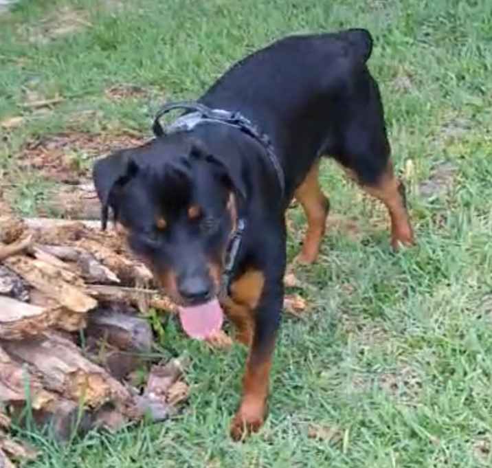 Photo of Angus